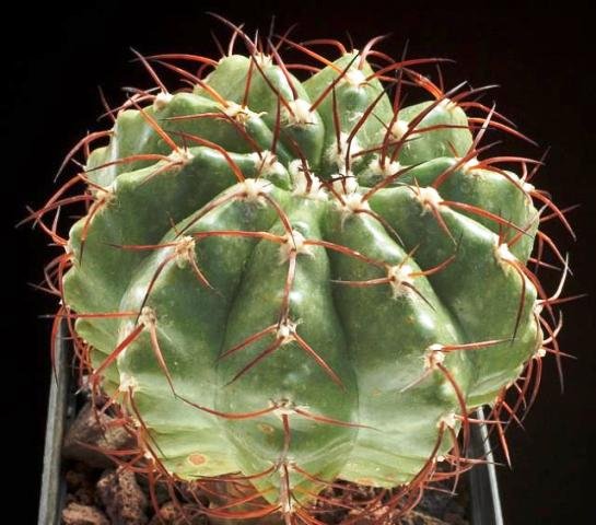 Discocactus_estevesii